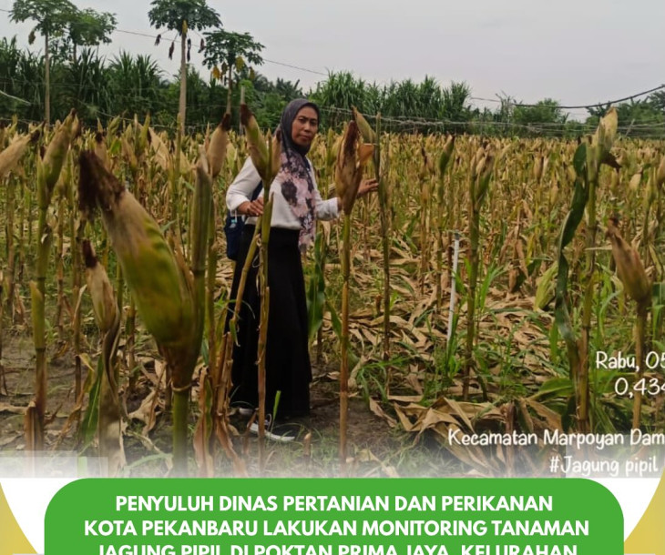 Monitoring Tanaman Jagung Pipil di Poktan Prima Jaya