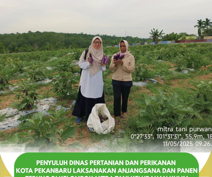 Anjangsana dan Panen Terung di Kelompok Mitra Tani Kulim