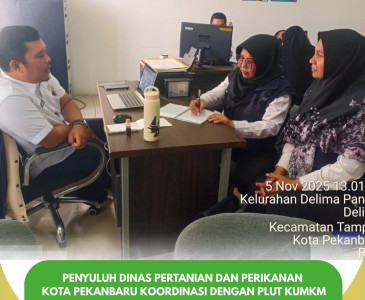 Anjangsana dan Panen Terung di Kelompok Mitra Tani Kulim