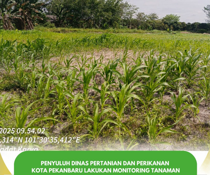 Monitoring Tanaman Jagung di Kelurahan Tebing Tinggi Okura