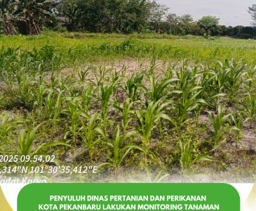 Penyuluh Perikanan Dinas Pertanian dan Perikanan Kota Pekanbaru Laksanakan Penilaian Kelas Pemula Poklahsar Fish Queen