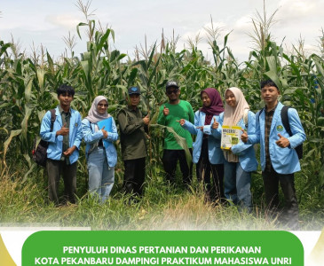 Monitoring Tanaman Jagung di Kelurahan Tebing Tinggi Okura