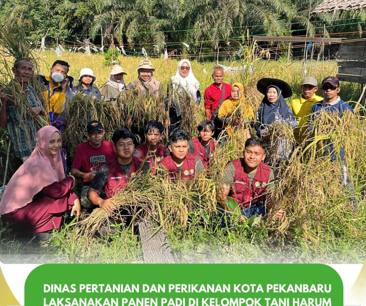 Panen Padi di Kelompok Tani Harum Sari Jaya, Kelurahan Limbungan – Rumbai Timur