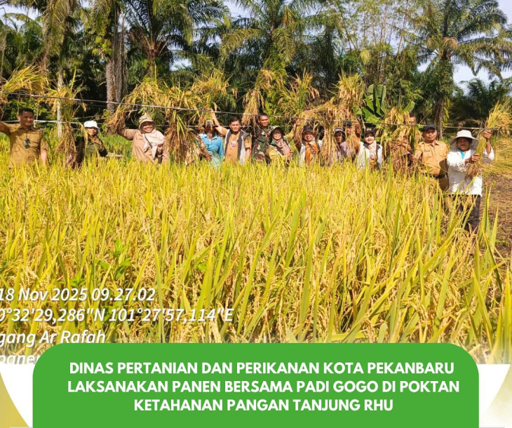 PANEN BERSAMA PADI GOGO DI KEL. TANJUNG RHU