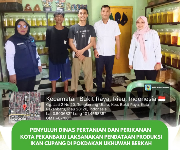 Penyuluh Distankan Pekanbaru Laksanakan Pendataan Produksi Ikan Cupang di Pokdakan Ukhuwah Berkah