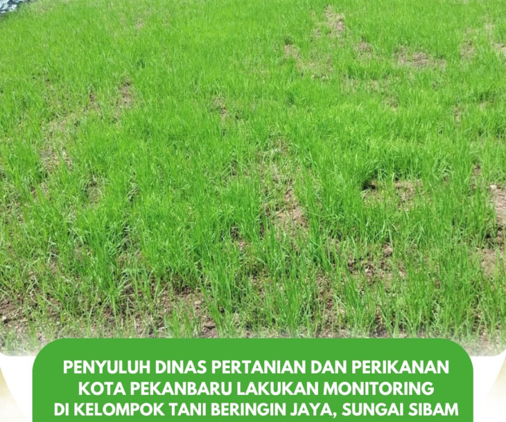Monitoring Penyuluh Dinas Pertanian dan Perikanan Kota Pekanbaru di Kelompok Tani Beringin Jaya