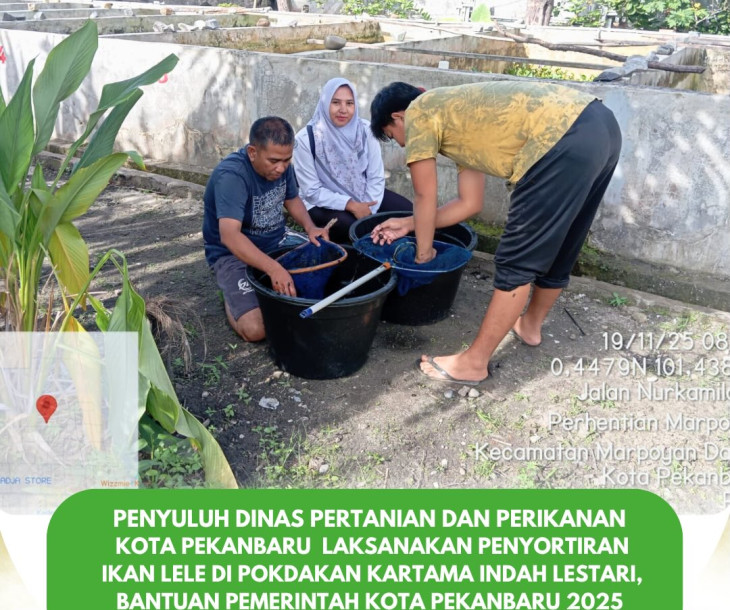 Penyuluh Dinas Pertanian dan Perikanan Kota Pekanbaru Dampingi Penyortiran Ikan Lele di Pokdakan Kartama Indah Lestari