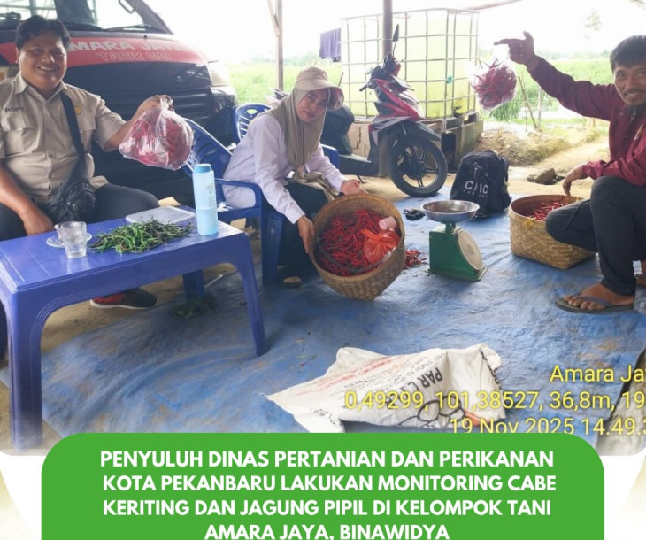 Monitoring Tanaman Cabe Keriting & Jagung Pipil di Kelompok Tani Amara Jaya