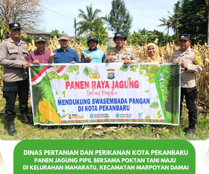 Panen Jagung Pipil Poktan Tani Maju