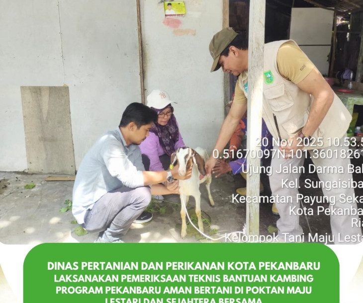 Pemeriksaan Teknis Bantuan Kambing – Program Pekanbaru Aman Bertani