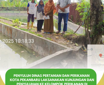 Kunjungan Ajangsana ke Pembenih Ikan Patin, Penyuluh Dinas Pertanian dan Perikanan Kota Pekanbaru Dorong Produksi & Kualitas Benih