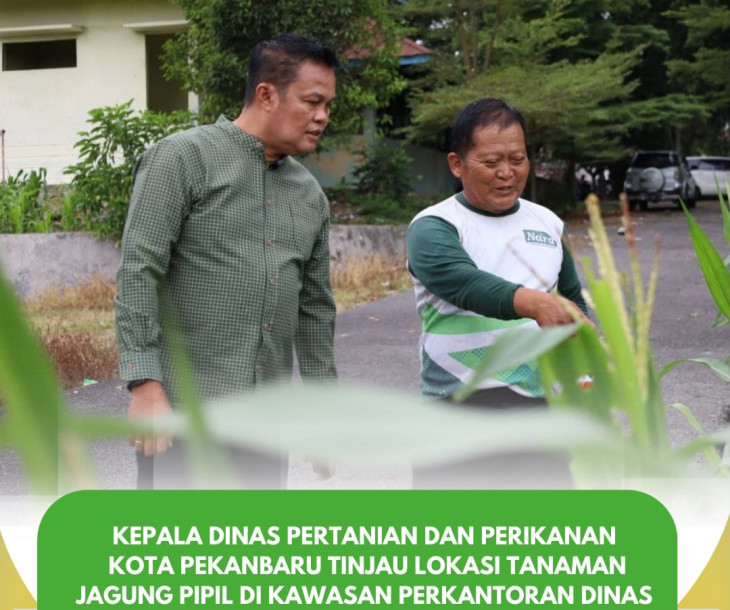 KADISTANKAN TINJAU TANAMAN JAGUNG PIPIL DI KAWASAN PERKANTORAN