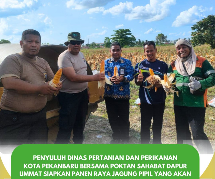 Penyuluh Dinas Pertanian dan Perikanan Kota Pekanbaru Bersama Poktan Sahabat Dapur Ummat Siapkan Panen Raya Jagung Pipil