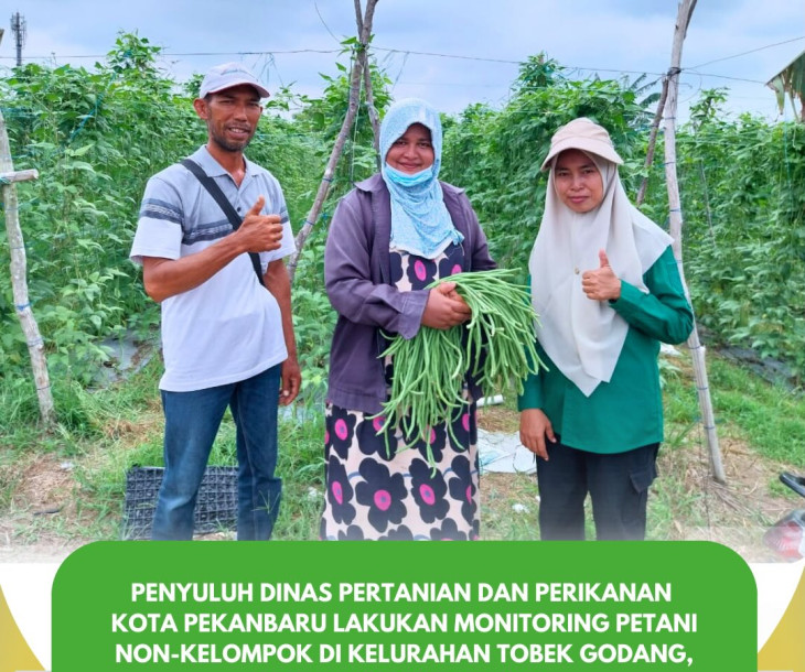 Penyuluh Dinas Pertanian dan Perikanan Pekanbaru Monitoring Petani Non-Kelompok di kelurahan Tobek godang