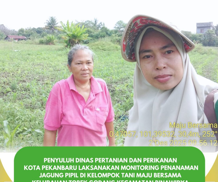 Monitoring Penanaman Jagung Pipil di Kelompok Tani Maju Bersama