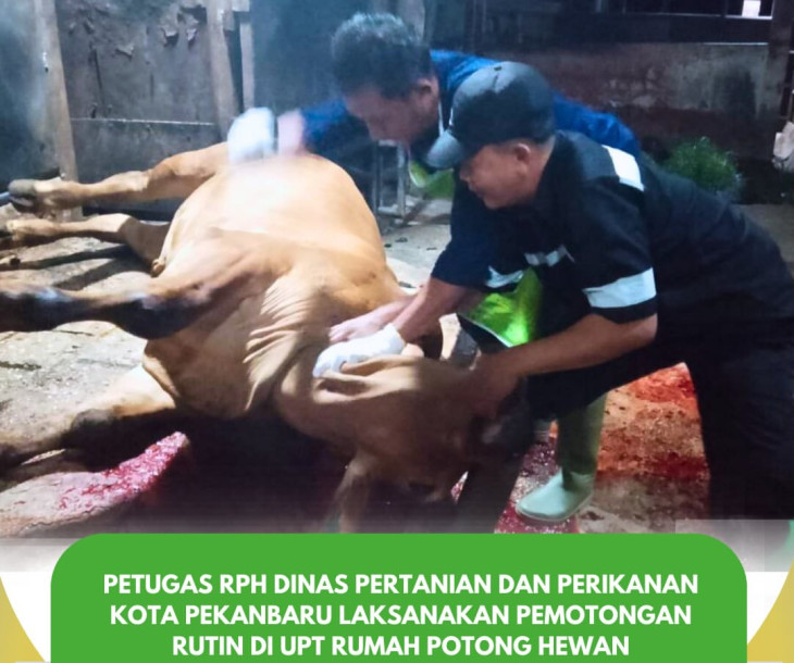 Melaksanakan Pemotongan Rutin di UPT Rumah Potong Hewan