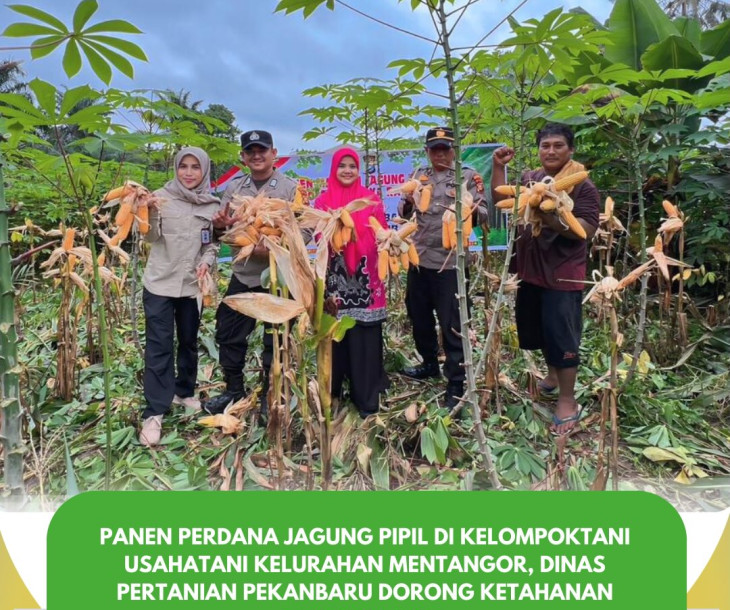 Panen Perdana Jagung Pipil di Kelompok Tani Usahatani Mentangor!