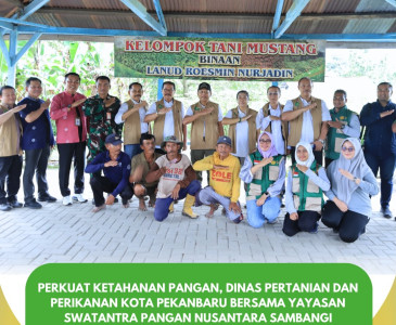 Panen Perdana Jagung Pipil di Kelompok Tani Usahatani Mentangor!