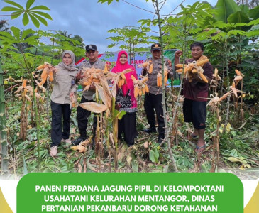 Perkuat Ketahanan Pangan, Dinas Pertanian dan Perikanan Kota Pekanbaru Bersama Yayasan Swatantra Pangan Nusantara Sambangi Kelompok Tani Mustang 1