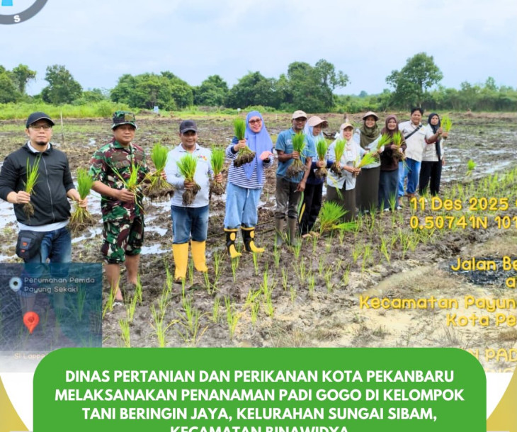 Penanaman Padi Gogo di kelompok tani Beringin Jaya