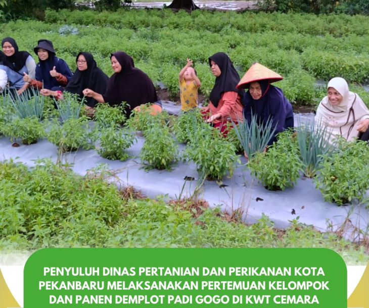 Pertemuan kelompok sekaligus panen demplot padi gogo bersama KWT Cemara