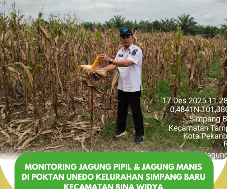 Monitoring Jagung Pipil & Jagung Manis Poktan Unedo