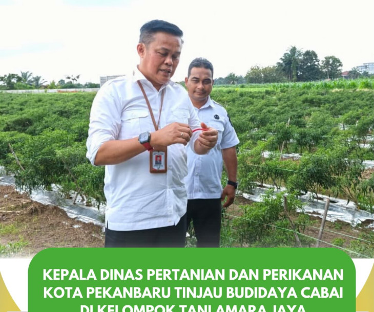 kunjungan ke Kelompok Tani Amara Jaya yang saat ini sedang melakukan kegiatan budidaya tanaman cabai