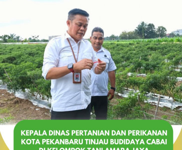 Peninjauan Kantor BPP Tampan dan Tanaman Jagung di Halaman Kantor