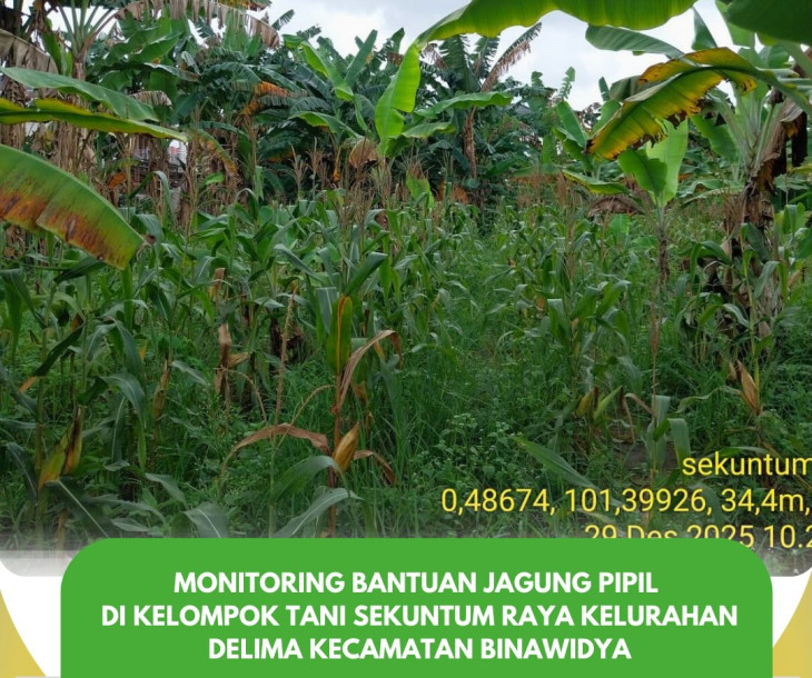 Monitoring Bantuan Jagung Pipil di Kelompok Tani Sekuntum Raya