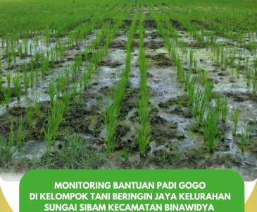 Penanaman Padi Gogo Inpago 13 Fortis di Kelompok Tani Mugi Rahayu