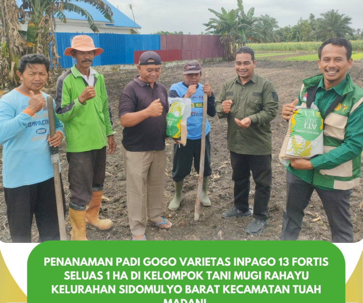 Penanaman Padi Gogo Inpago 13 Fortis di Kelompok Tani Mugi Rahayu