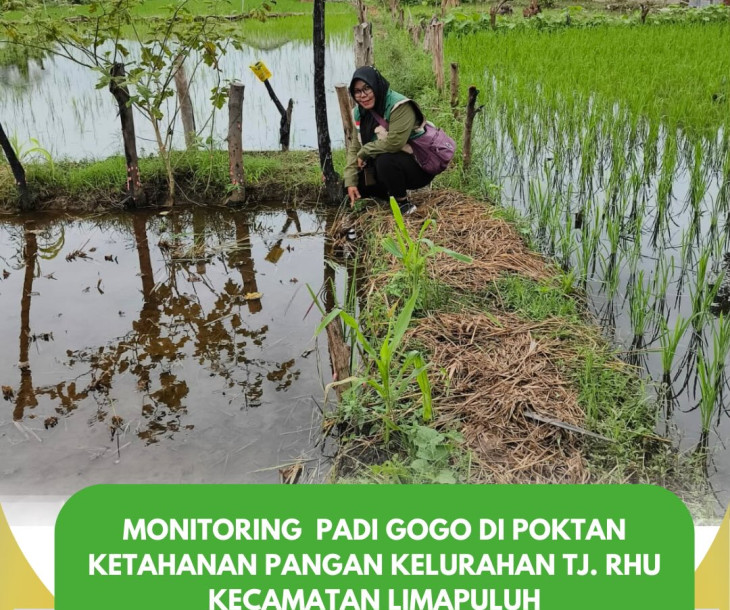 Monitoring Padi Gogo Poktan Ketahanan Pangan