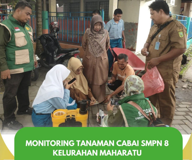 Monitoring Tanaman Cabai SMPN 8 Kelurahan Maharatu