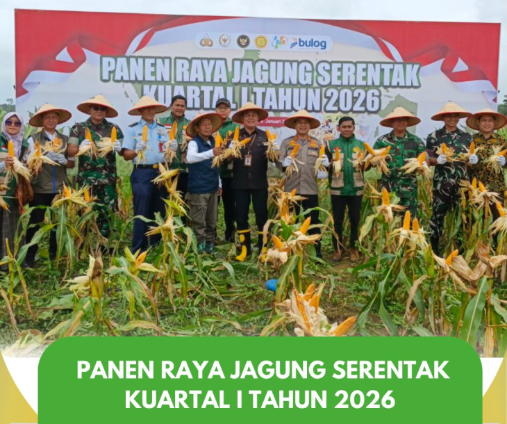 Panen Raya Jagung Serentak Kuartal I Tahun 2026