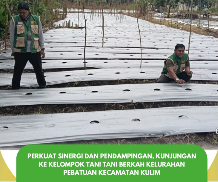 Penanaman tumpang sari Melon dan Cabai Merah
