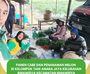 Panen Jagung Pipil Varietas Jakarin 1 di Poktan Unedo
