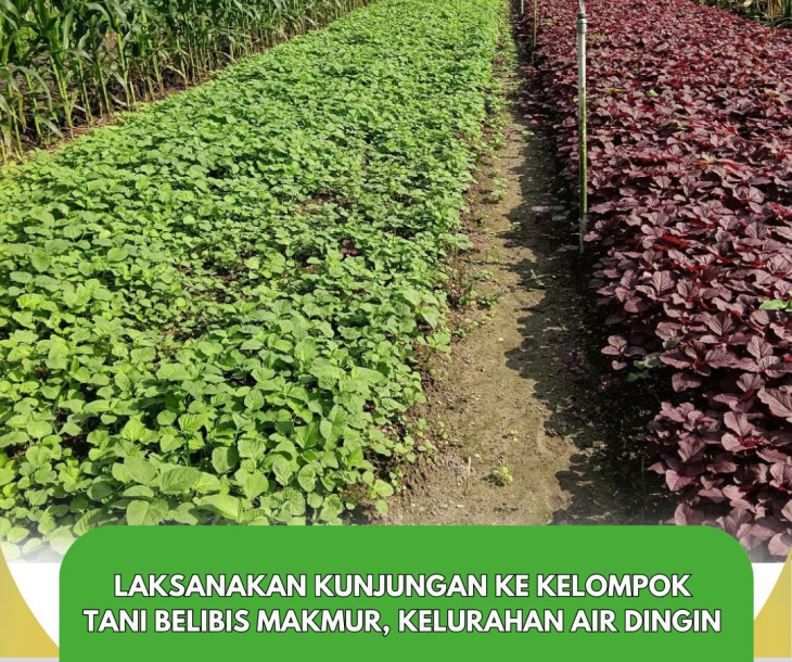 Melaksanakan kunjungan ke Kelompok Tani Belibis Makmur