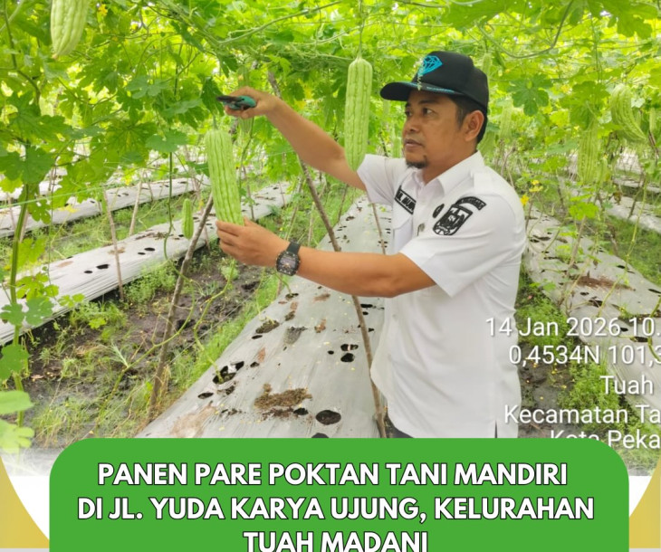 Panen Pare Poktan Tani Mandiri