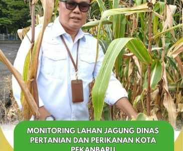 Panen Pare Poktan Tani Mandiri