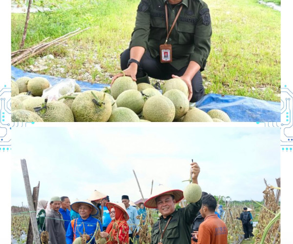 Panen Melon & Gerakan Menanam Bersama