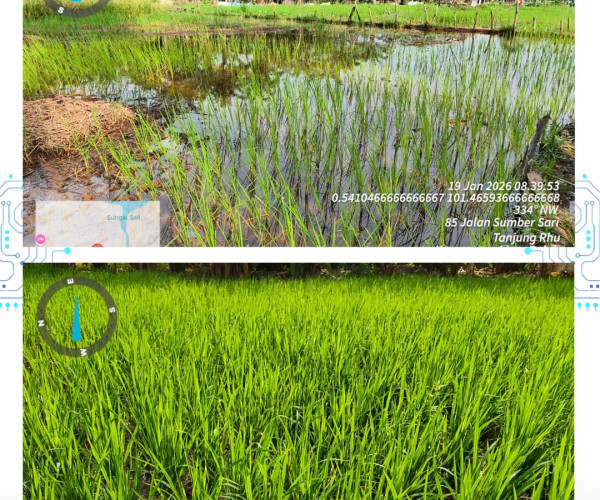 Monitoring Padi Gogo