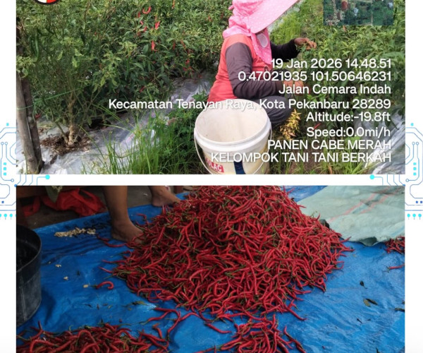 Panen Cabai Merah Poktan Tani Berkah