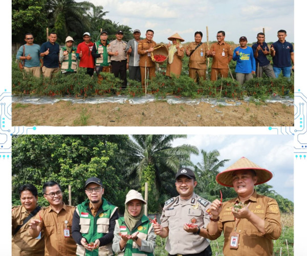 Panen cabai merah bersama Kelompok Tani Amara Jaya