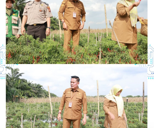 Panen cabai merah bersama Kelompok Tani Amara Jaya