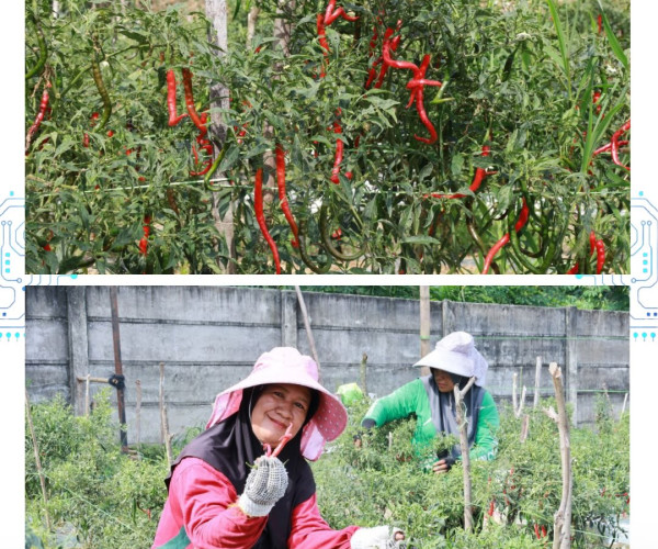 Panen cabai merah bersama Kelompok Tani Amara Jaya