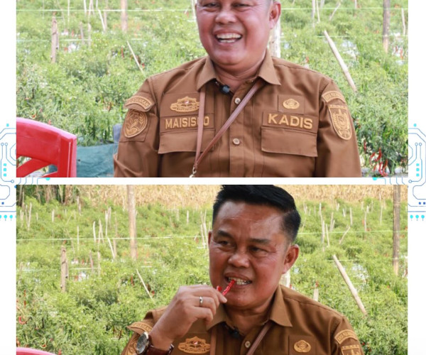 Panen cabai merah bersama Kelompok Tani Amara Jaya