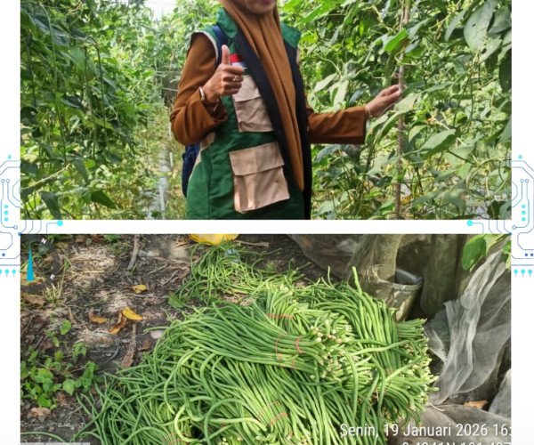 Panen Kacang Panjang Poktan Prima Jaya