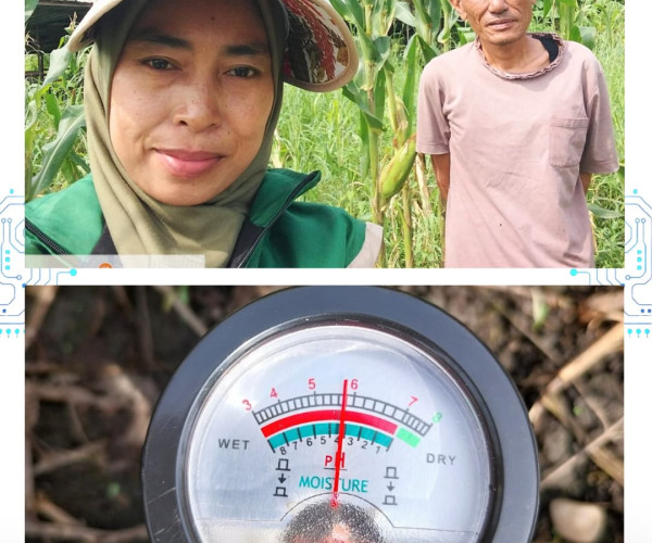 Monitoring Jagung Pipil – Kelompok Tani Maju Bersama