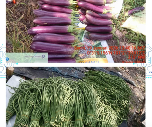 Panen Hortikultura & Pertemuan Kelompok Tani di WKPP Sungai Sibam