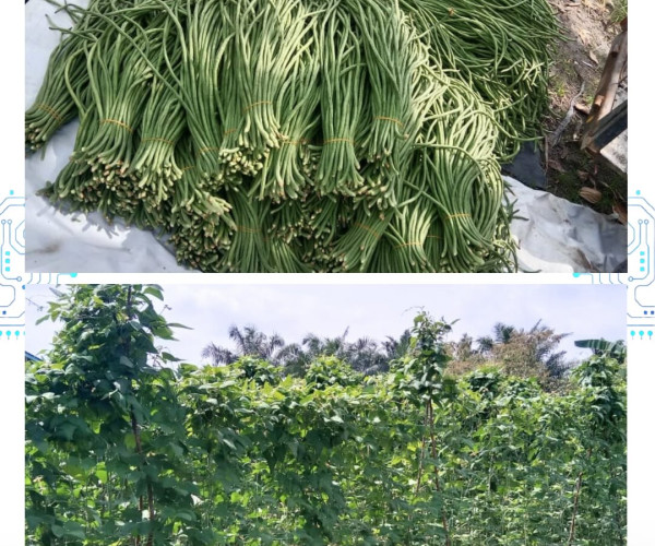 Panen Hortikultura & Pertemuan Kelompok Tani di WKPP Sungai Sibam